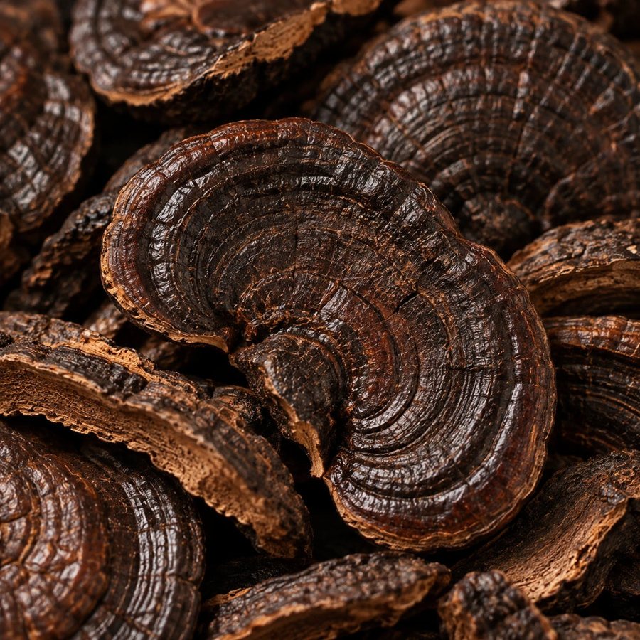 Black Ganoderma